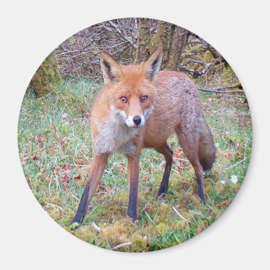 Schattigee Red Fox Circle Magnet (Voorkant)