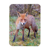 Schattigee Red Fox Verticale Flexi Fotomagneet Magneet (Verticaal)