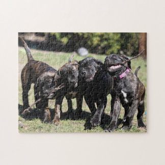 Schattigee riet corso puppy legpuzzel