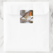 Schattigee Robin op Branch in de winter Vierkante Sticker (Tas)