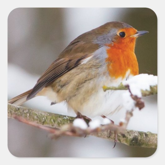 Schattigee Robin op Branch in de winter Vierkante Sticker (Voorkant)