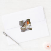 Schattigee Robin op Branch in de winter Vierkante Sticker (Envelop)