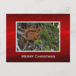 Schattigee Rode Eekhoorn Pine Foto Kerst Briefkaart