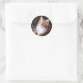 Schattigee rode kitten stickers (Tas)