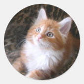 Schattigee rode kitten stickers (Voorkant)