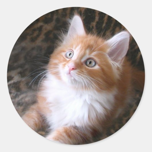 Schattigee rode kitten stickers (Voorkant)