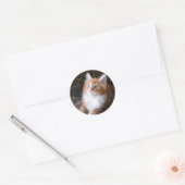 Schattigee rode kitten stickers (Envelop)