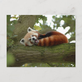 Schattigee Rode Panda Beer Natuur Destiny Briefkaart