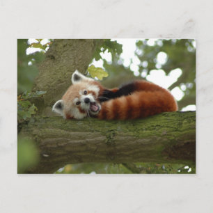 Schattigee Rode Panda Beer Natuur Destiny Briefkaart