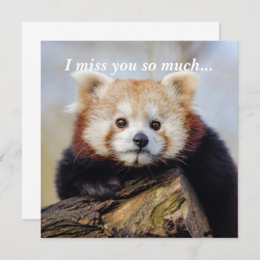 Schattigee rode panda mis je zo erg (Voorkant / Achterkant)