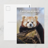 Schattigee rode panda mis je zo erg briefkaart (Voorkant / Achterkant)