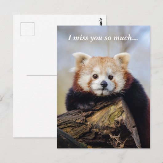 Schattigee rode panda mis je zo erg briefkaart (Voorkant / Achterkant)