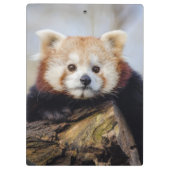 Schattigee rode panda mis je zo erg klembord (Achterkant)