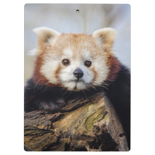 Schattigee rode panda mis je zo erg klembord (Achterkant)