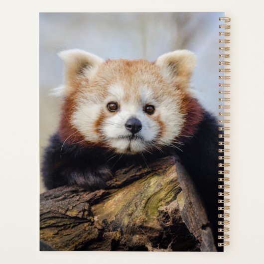 Schattigee rode panda mis je zo erg planner (Achterkant)