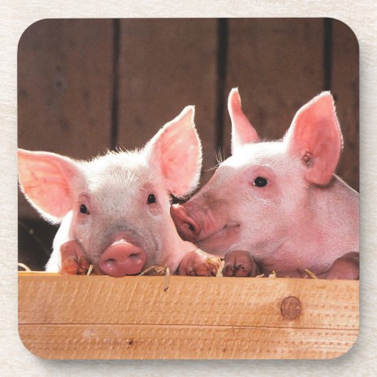 Schattigee roze biggen dierenfoto bier onderzetter (Voorkant)