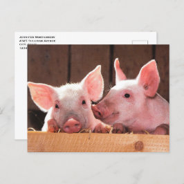 Schattigee roze biggen dierenfoto briefkaart