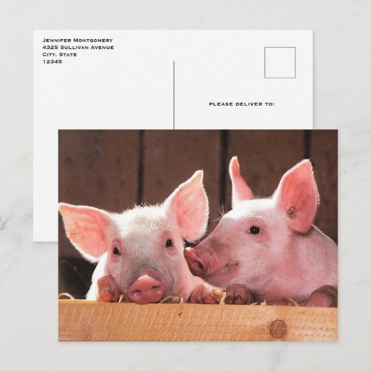 Schattigee roze biggen dierenfoto briefkaart (Voorkant / Achterkant)