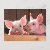 Schattigee roze biggen dierenfoto briefkaart (Voorkant)