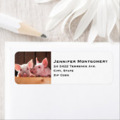 Schattigee roze biggen dierenfoto etiket (Insitu)