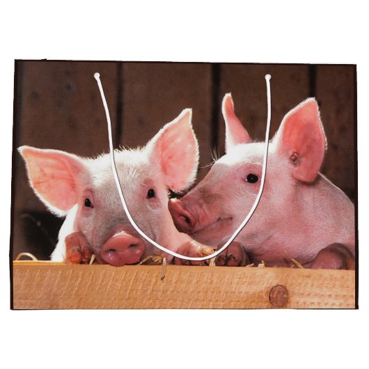 Schattigee roze biggen dierenfoto groot cadeauzakje (Achterkant)