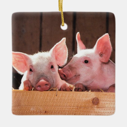 Schattigee roze biggen dierenfoto keramisch ornament (Voorkant)