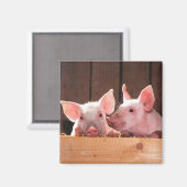 Schattigee roze biggen dierenfoto magneet (Voorkant / Achterkant)