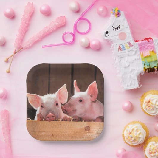 Schattigee roze biggen dierenfoto papieren bordje (Feest)
