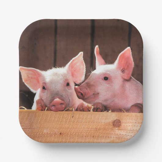 Schattigee roze biggen dierenfoto papieren bordje (Voorkant)