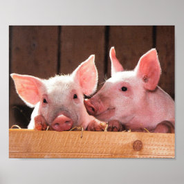 Schattigee roze biggen dierenfoto poster