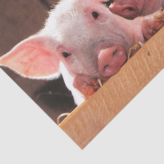 Schattigee roze biggen dierenfoto tissuepapier (Detail)