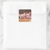 Schattigee roze biggen dierenfoto vierkante sticker (Tas)