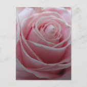 Schattigee Rozen bloem Briefkaart (Voorkant)