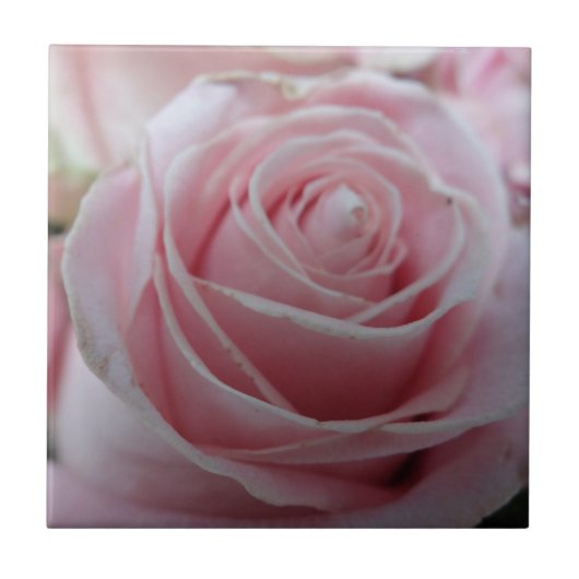 Schattigee Rozen bloem Tegeltje (Voorkant)
