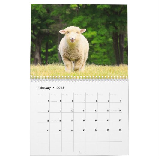 Schattigee schapenkalender kalender (Feb 2026)