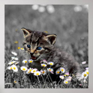 Schattigee Schattige Cat Kitten downloaden en Poster