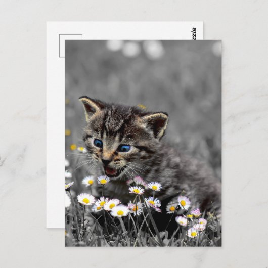 Schattigee Schattige kat kitten Briefkaart (Voorkant / Achterkant)