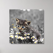Schattigee Schattige kat kitten Canvas Afdruk (Voorkant)