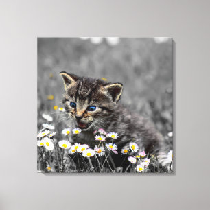 Schattigee Schattige kat kitten Canvas Afdruk