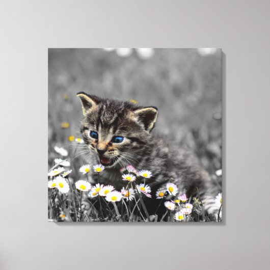 Schattigee Schattige kat kitten Canvas Afdruk (Voorkant)