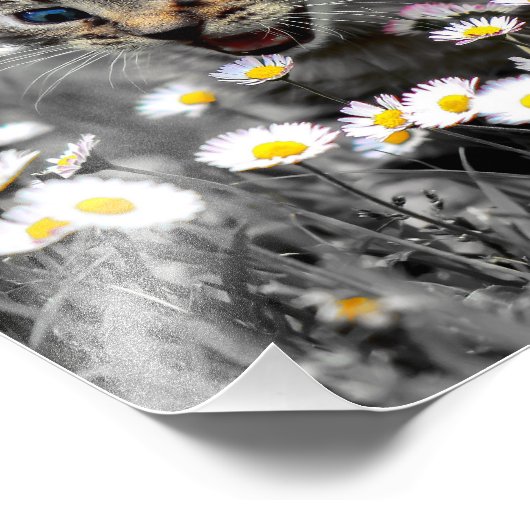 Schattigee Schattige kat kitten Foto Afdruk (Hoek)