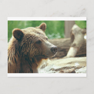 Schattigee Schattige Natuur Beer Animal Face Eyes Briefkaart