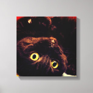 Schattigee Schotse Fold Munchkin Cat Canvas Afdruk