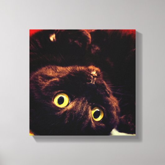 Schattigee Schotse Fold Munchkin Cat Canvas Afdruk (Voorkant)