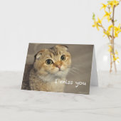 Schattigee schotse vouw kat mis je kaart (Gele Bloem)