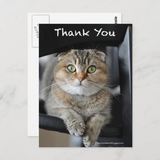 Schattigee Schotse vouw noedels kat dank u briefka Briefkaart (Voorkant / Achterkant)