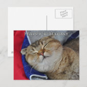 Schattigee Schotse vouw Noodles grappige kat verja Briefkaart (Voorkant / Achterkant)