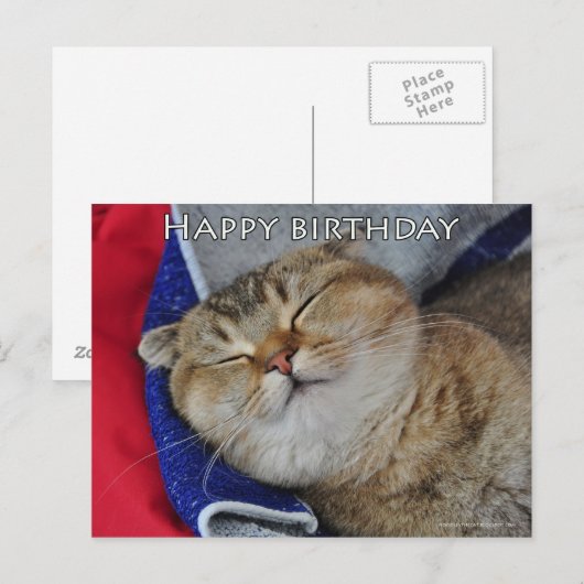 Schattigee Schotse vouw Noodles grappige kat verja Briefkaart (Voorkant / Achterkant)