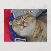 Schattigee Schotse vouw Noodles grappige kat verja Briefkaart (Voorkant)
