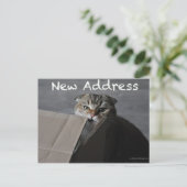 Schattigee schotse vouwkaart kat grappig bewegend briefkaart (Staand voorkant)